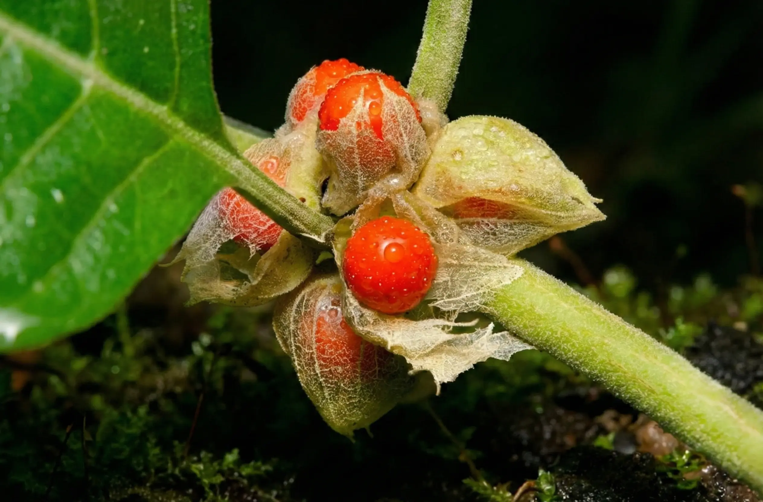Science card for 壓力護盾