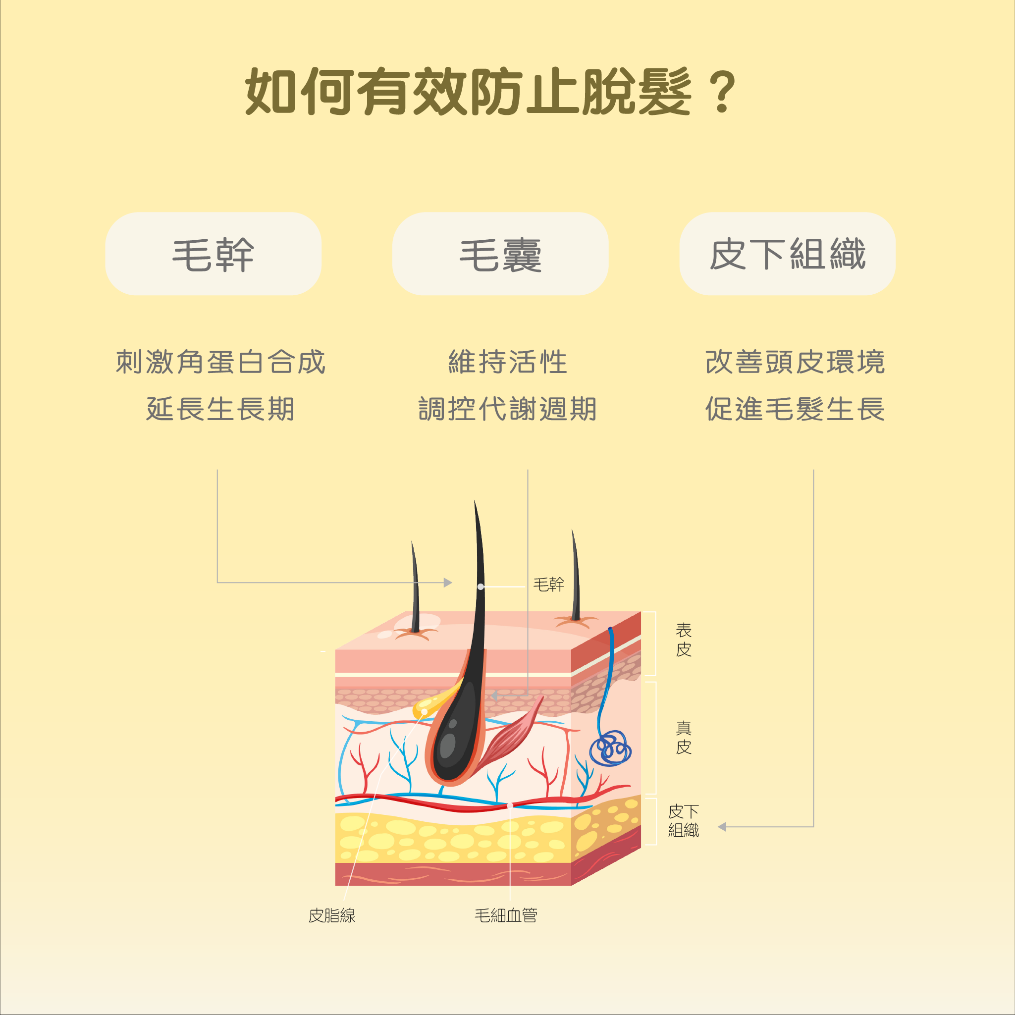 Hair Vitamin Gummies 爆髮維他命軟糖